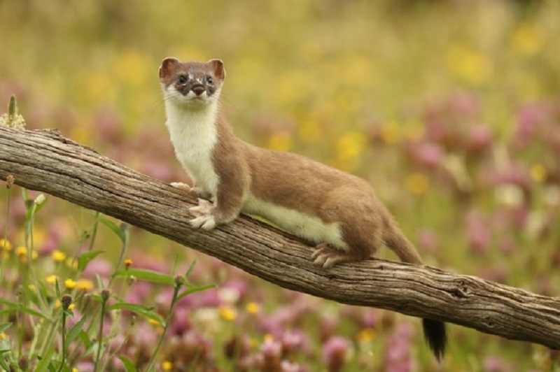 weasel: con chồn